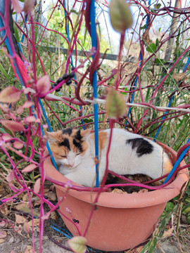 花盆里的猫咪