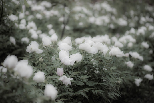 牡丹花特写照片