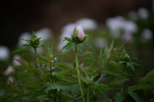 牡丹花特写照片