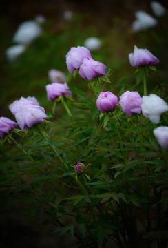 牡丹花特写照片