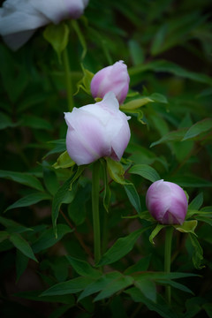 牡丹花特写照片