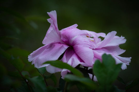 牡丹花特写照片