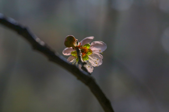 梅花