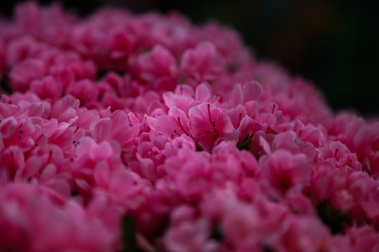 杜鹃花海