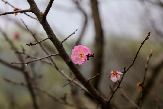 梅花开