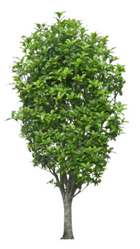 桂花樹