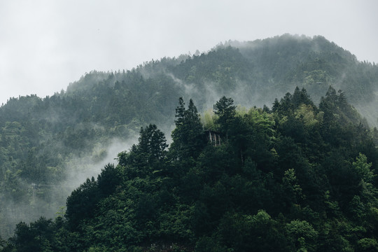 高山云雾