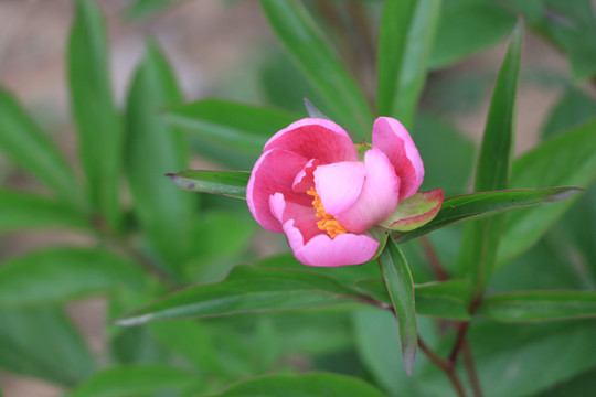 芍药花