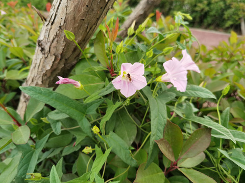 牵牛花