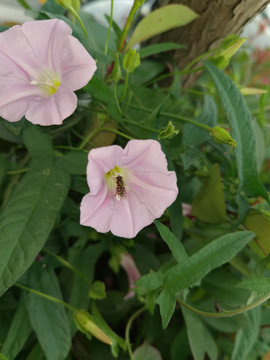 牵牛花开