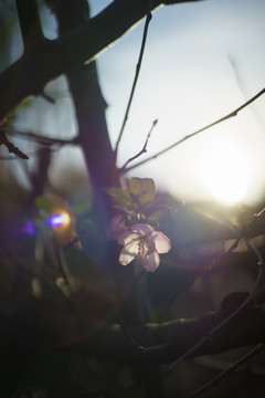 阳光下的粉色梅花