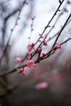 粉色梅花