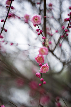 粉色梅花