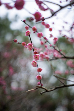 粉色梅花