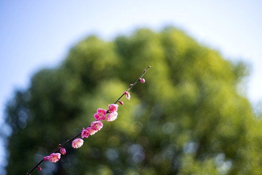 粉色梅花