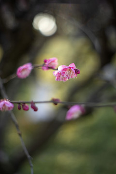 粉色梅花