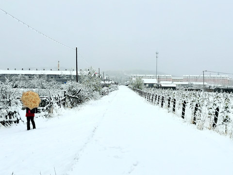 春天的雪挂