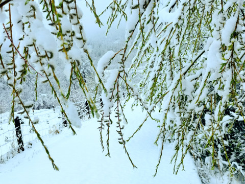 春天雪挂