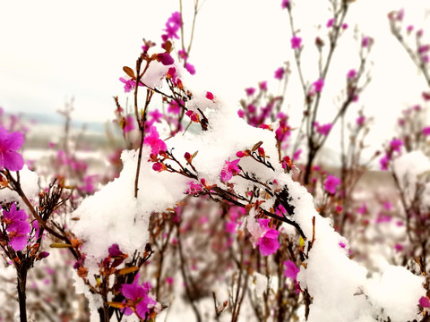 春天雪挂