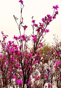 雪中杜鹃花