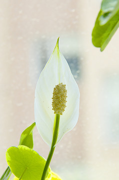 一帆风顺花