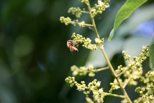 蜜蜂