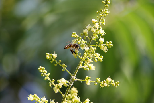 蜜蜂