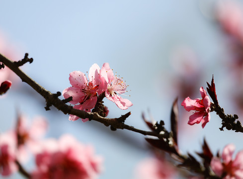 梨花