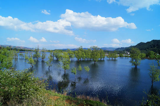 湿地杨柳林