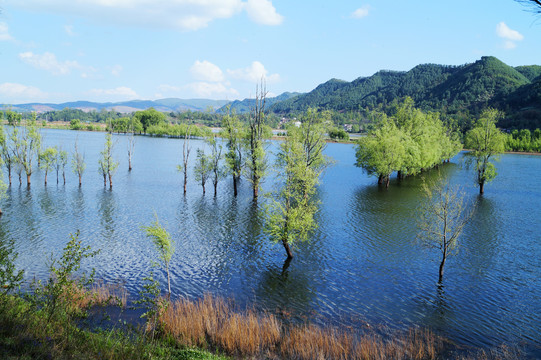 湿地杨柳林