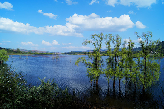 湿地杨柳林