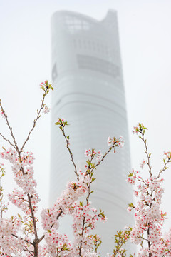 陆家嘴樱花