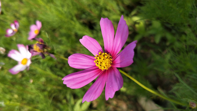 天人菊花卉