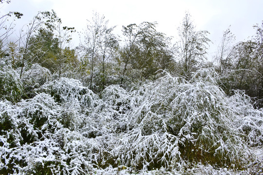 秋日早雪