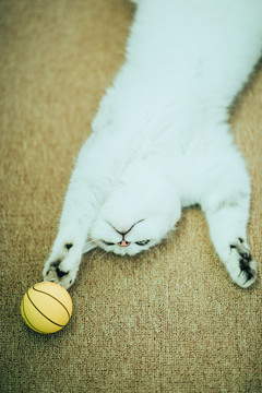 玩球的猫