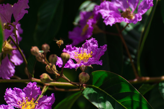 大果紫薇与蜜蜂