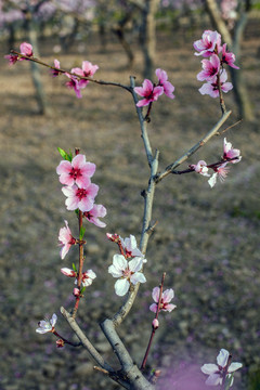 桃花开