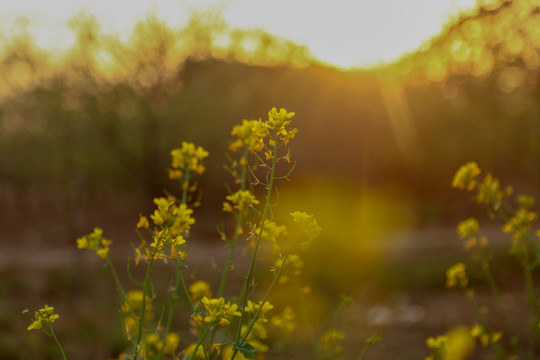 逆光油菜花