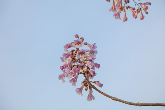 泡桐花