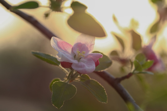 逆光粉色苹果花