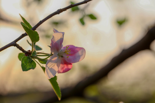 逆光苹果花