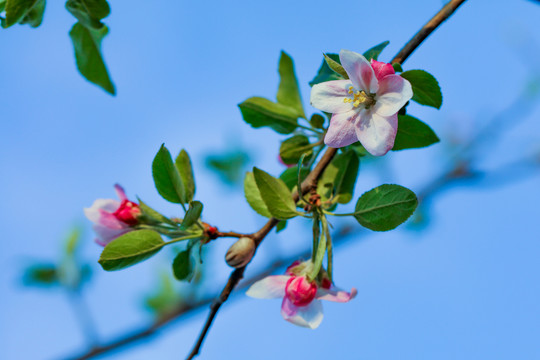 苹果花