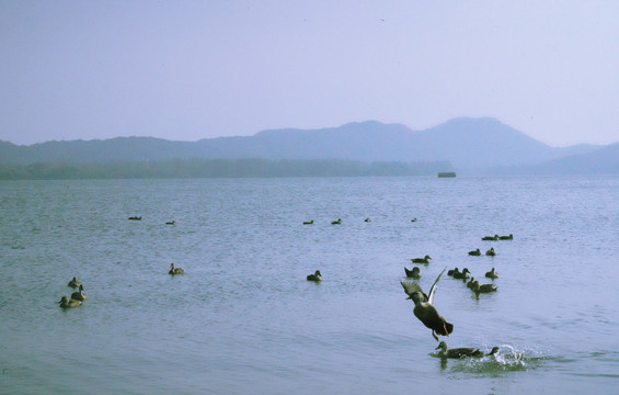 湖中野鸭