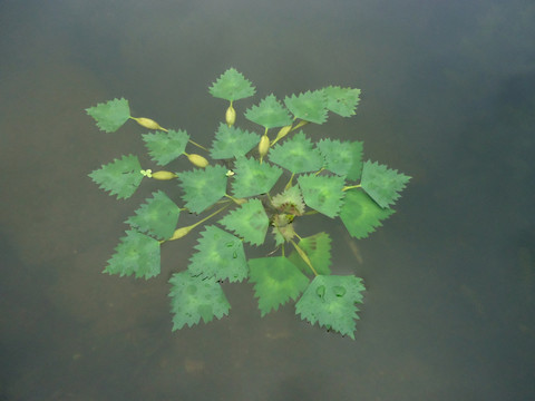 水生植物菱角叶子
