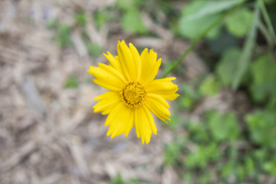 野菊花