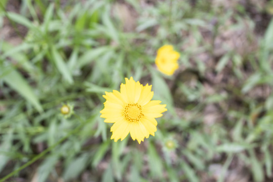 野菊花