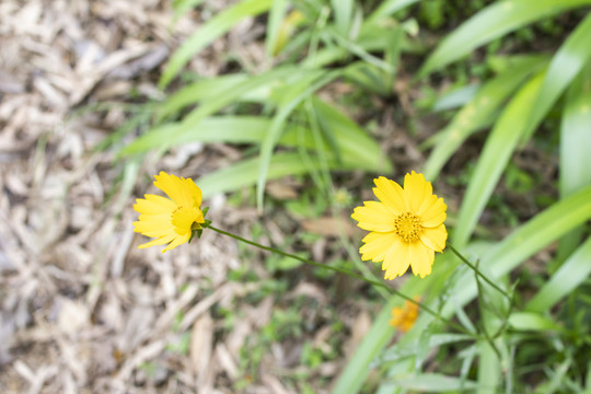 野菊花