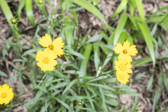 野菊花