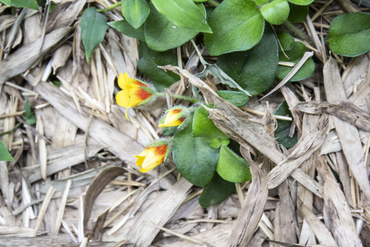 野菊花