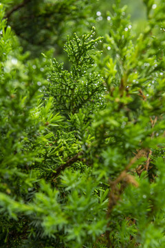 植被多了雨水足